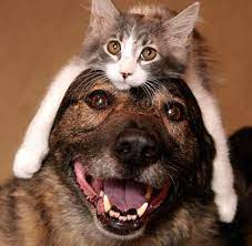 Dogs In Cat Hats Cats Dog Cat Cute Animals
