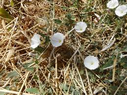 Image result for Convolvulus goyderi