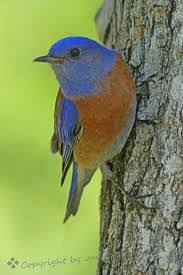 Bird Of Paradise Fly Up Your Nose Sweet Bluebird Of Happiness May A Bird Of Paradise Fly Up Your Nose Pet Birds Beautiful Birds Backyard Birds