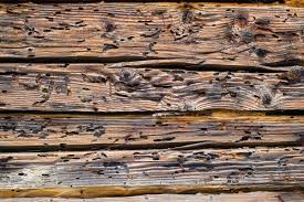 Leaving termite control up to chance, may not be the best way to protect. 2021 Termite Treatment Cost Termite Extermination Cost