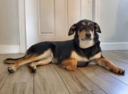 German shepherd x rottweiler mix. 25 Dazzling Doberman Mixes The Best Doberman Mix Guide