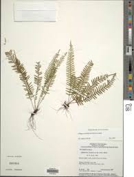 Image result for Lellingeria