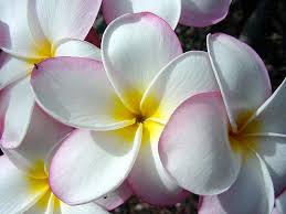 We did not find results for: Free Download Hawaiian Flower Names And Pictures Beautiful Flowers 1024x768 For Your Desktop Mobile Tablet Explore 45 Beautiful Hawaiian Flowers Wallpaper Images Beautiful Rose Flowers Wallpapers Beautiful Flowers Wallpapers