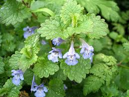 Image result for Glechoma  hederacea