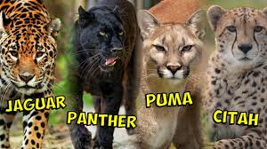 (lipan, semut, kerbau, singa, tikus, lipas, kuda belang dan harimau) 2. Fakta Menarik Mengenai Cougar Foto Dan Video Haiwan