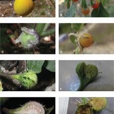 Image result for Solanum aculeatissimum