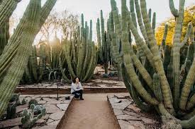 Breathtaking Garden Of Cacti At The Desert Botanical Garden In Phoenix Az Great Location For Engagements And Wed Desert Botanical Garden Backyard Instagram