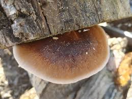 Image result for Ischnoderma resinosum