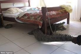 Maybe you would like to learn more about one of these? Pria Zimbabwe Temukan Buaya Di Bawah Ranjangnya