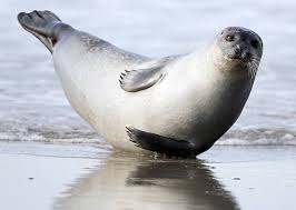 images?q=tbn:ANd9GcSoLr8cAeeiiZWmBGPh5CmA6_IjB50yHZFZpIllay3Y8oNtvvGUUA