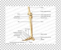 Check out our human arm anatomy selection for the very best in unique or custom, handmade pieces from our shops. Anatomy Human Skeleton Human Body Knee Bone Png Clipart Anatomy Angle Arm Bone Crus Free Png