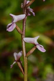 Image result for Disa aconitoides