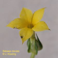 Image result for Sebaea