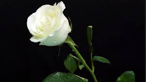 Check spelling or type a new query. 10 Cara Menanam Bunga Mawar Putih Yang Cantik Ilmubudidaya Com