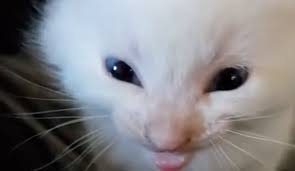 Cheshire cat png cat head png cat ears png cat in the hat png grumpy cat png cat face png. Hi Herbert Know Your Meme