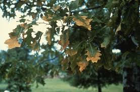 Image result for Quercus sp.
