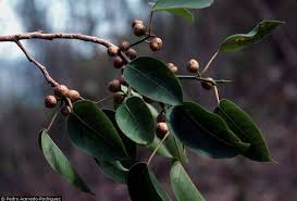 Résultat de recherche d'images pour "fig wasps in florida"