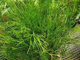 Image result for Psilotrichum