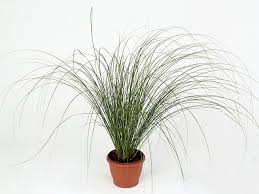 Image result for Carex mannii
