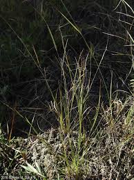 Image result for Aristida recta