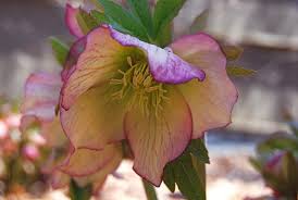 Check out our lenten rose selection for the very best in unique or custom, handmade pieces from our plants shops. Here Finally Come The Hellebores A Way To Garden