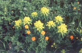 Image result for Euphorbia neopolycnemoides