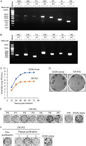 These antibodies have low immunogenicity and this may give them a therapeutic value. Establishment Of A Reverse Genetics System For Influenza D Virus Journal Of Virology