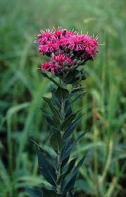 Image result for Vernonia natalensis