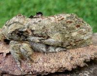 Image result for Peridea anceps