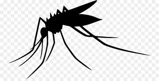 Myhealth kitaran hidup nyamuk aedes. Leaf Fly