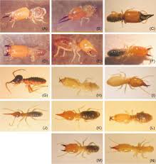 Termite technology & pest control. Amitermes An Overview Sciencedirect Topics
