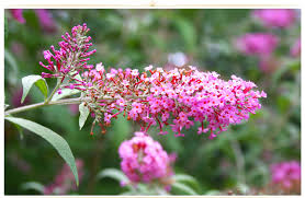 But give it only partial sun in the south (full sun in the north). 26 Types Of Pink Flowers Tips Pictures Proflowers Blog
