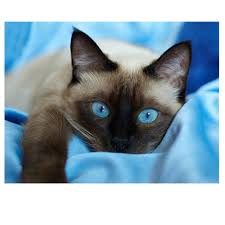Discover the wonders of the likee. Desain Lukisan Dinding Abstrak Mosaik 3d Kucing Siam Buy Mosaik Dinding Lukisan 3d Lukisan Dinding Dinding Abstrak Desain Lukisan Product On Alibaba Com