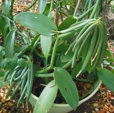 For the version in plants vs. At 5 Years My Vanilla Orchid Finally Began To Flower Vanilla Is A Vining Orchid Tha Growing Vanilla Beans Grow Vanilla Beans Organic Vegetable Garden