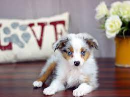 I'm doing my best to take care of the moms and pups as she did, and will try to get in touch with everyone that's inquired about upcoming litters. Miniature Australian Shepherd Dog Male Blue Merle 1829405 Petland Lewis Center