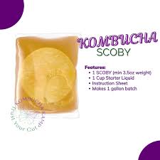 Fresh Kombucha SCOBY for Sale