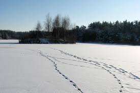 Tierspuren im schnee erkennen grundschule / für lehrer an der grundschule kann es spannend sein, das. Was Spuren Im Schnee Erzahlen Nabu
