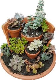 Epingle Par Sue Laughlin Kittle Shimer Sur Succulents En 2020 Idee
