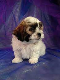 We are running low on 'facemask' and. Teddy Bear Puppies For Sale Mn Petfinder
