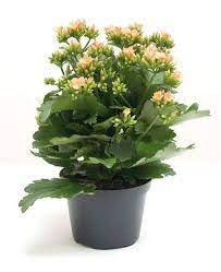 Comme le commerce, le secret est dans les trois e, l'emplacement dans un cas et de l'eau, de l'eau et de l'eau pour les une forme assez surprenante de cette euphorbe rampante. Plante D Interieur Laquelle Choisir Quand On N A Pas La Main Verte Cote Maison