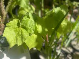Image result for Sparrmannia