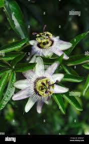 Image result for Passifloraceae