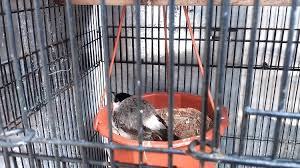 Jalak suren acapkali dijumpai di kota atau perdesaan, meskipun mereka tak seberani burung kerak ungu.jalak suren memiliki beberapa variasi bulu dalam populasinya, dan sampai saat ini. Cara Ternak Burung Kutilang Paling Mudah Dilakukan