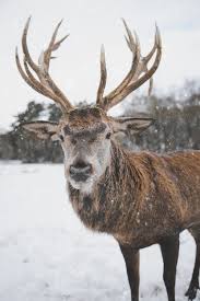 Die Besten Hirsch Bilder Aktuell 100 Kostenlos Pexels Stockfotos Sowohl homescreen, als auch sperrbildschirm. die besten hirsch bilder aktuell