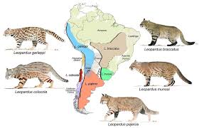 The colocolo is a small spotted and striped cat native to the west andean slope in central and northern chile. Gatos Colocolo Especies Nuevas Faunanimo