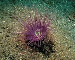 Image result for Secamone filiformis