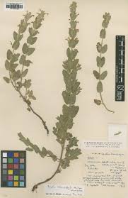 Image result for Tinnea antiscorbutica