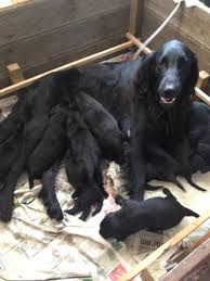 Flat coated retriever puppies for sale scotland. Flat Coated Retriever Puppies For Sale Kelso Roxburghshire Pets4homes