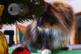 Was die wissenschaft alles über katzen herausgefunden hat. Verstopfung Bei Katzen Was Wenn Miez Nicht Zum Klo Geht Fellgiganten