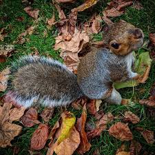 St james park is a football stadium in exeter and is the home of exeter city fc. Josep Castellvi On Twitter St James S Park Esquirol Ardilla Squirrel Eichhornchen Animal Tiere Parc Parque Park London Tardor Otono Autumn Herbst Https T Co Sjqfz8rngh